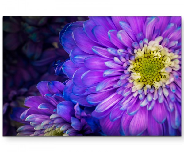 Violette Gerbera mit farbigen Akzenten - Leinwandbild