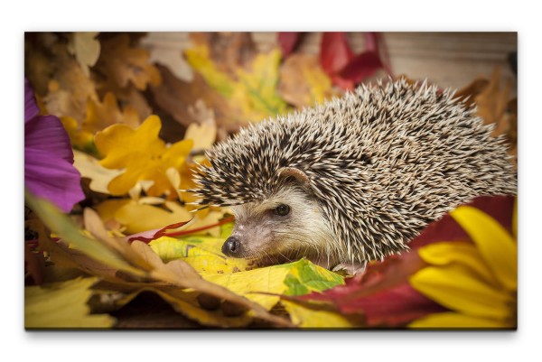 Bilder XXL Igel im Herbstlaub Wandbild auf Leinwand