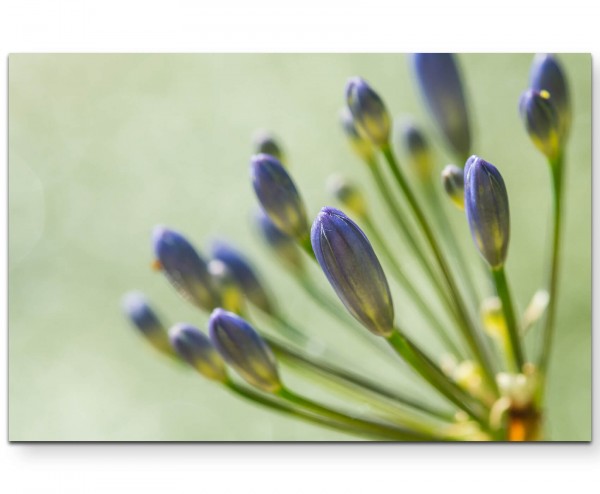 Schmucklilien - Leinwandbild