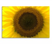 120x80cm Wandbild Sonnenblume Nahaufnahme