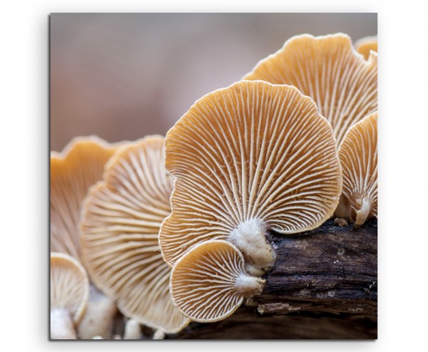 Naturfotografie Austernpilze auf Leinwand exklusives Wandbild moderne Fotografie für ihre Wand in