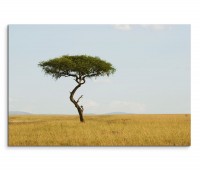120x80cm Wandbild Kenia Savanne Akazie Baum