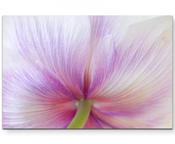 Makrofotografie einer Tulpe pink und weiß - Leinwandbild