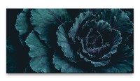 Bilder XXL Kohlrosette 50x100cm Wandbild auf Leinwand
