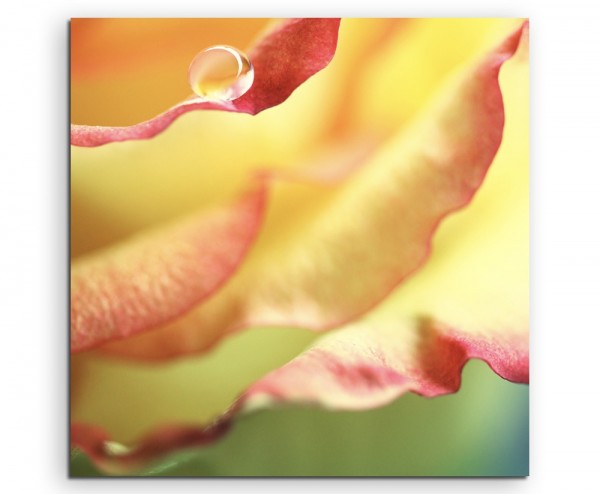 Naturfotografie – Gelbe Rose Großaufnahme auf Leinwand