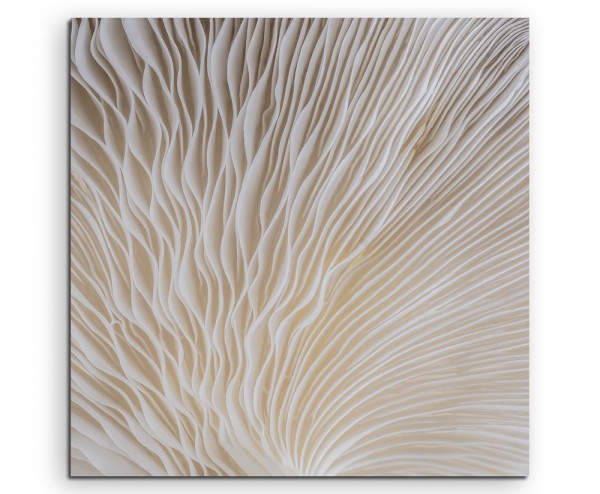 Naturfotografie  Sajor Caju Pilz auf Leinwand exklusives Wandbild moderne Fotografie für ihre Wand