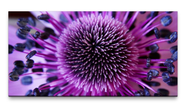 Bilder XXL Blüte lila Anemone 50x100cm Wandbild auf Leinwand