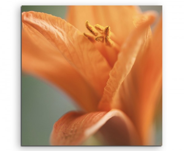 Naturfotografie Orange Blüte auf Leinwand exklusives Wandbild moderne Fotografie für ihre Wand in