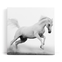 Weißes Pferd Wildpferd Schwarz Weiß Fotokunst