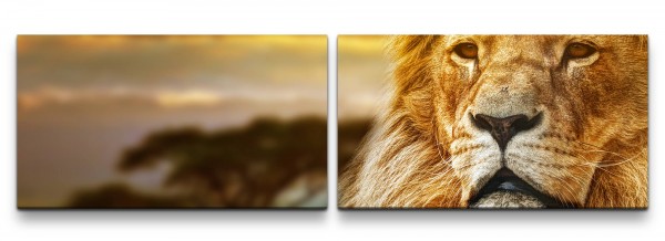 Löwenportrait Wandbild in verschiedenen Größen