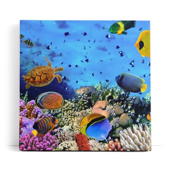 Unterwasserwelt Korallen Fische Meer Farbenfroh