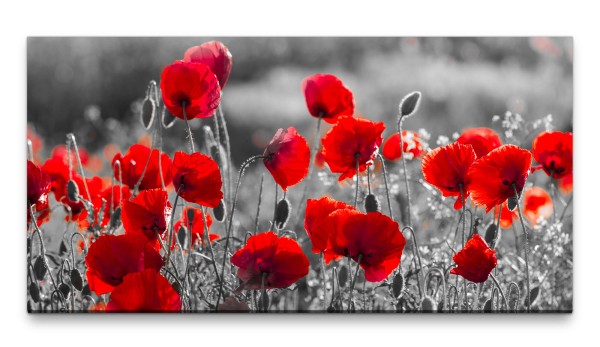 Bilder XXL Mohnblumen in Rot 50x100cm Wandbild auf Leinwand