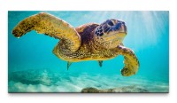 Bilder XXL Wasserschildkröte 50x100cm Wandbild auf Leinwand
