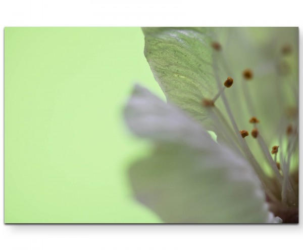 Kirschblüte im Frühling - Leinwandbild