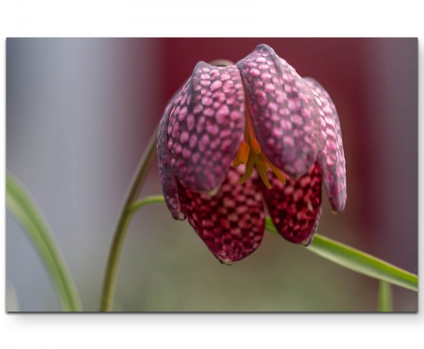 Fritillaria Meleagris Schlagenkopf Blume - Leinwandbild