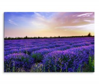 120x80cm Wandbild Italien Provence Lavendelfeld Abendsonne
