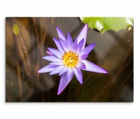 120x80cm Wandbild Wasserlilie Blüte