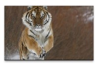 Bilder XXL Tiger in Bewegung Wandbild auf Leinwand