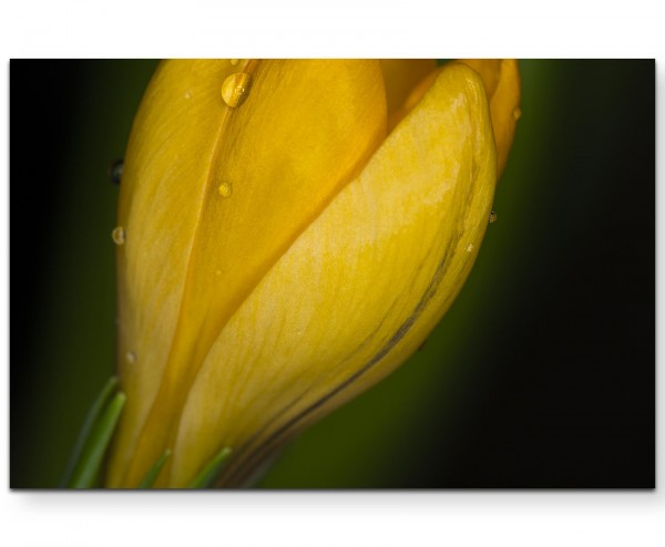 Gelber Krokus im Detail - Leinwandbild