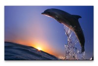 Bilder XXL Springender Delfin Wandbild auf Leinwand