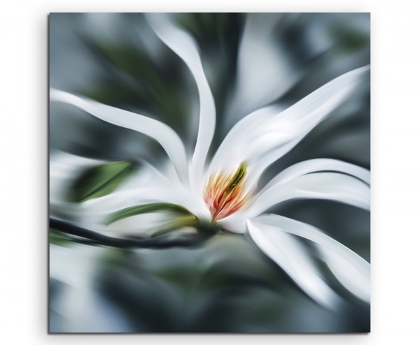 Naturfotografie – Weiße Magnolie auf Leinwand