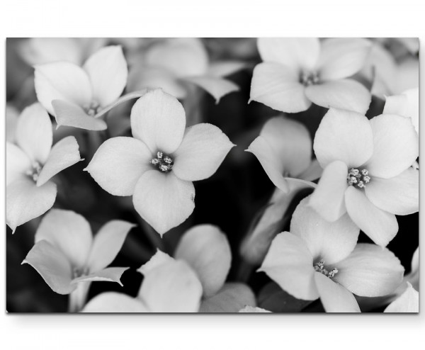 Schwarz-Weiße Blüten - Leinwandbild