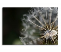 120x80cm Wandbild Pusteblume Löwenzahn Nahaufnahme
