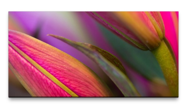 Bilder XXL Nahaufnahme Tulpe 50x100cm Wandbild auf Leinwand