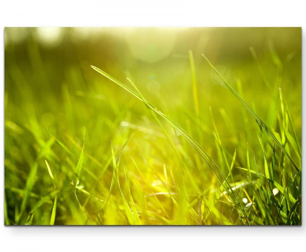 Naturfotografie Grashalme - Leinwandbild