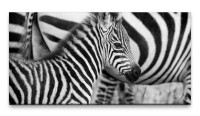 Bilder XXL Kleines Zebra 50x100cm Wandbild auf Leinwand