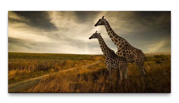 Bilder XXL Giraffen im Feld 50x100cm Wandbild auf Leinwand