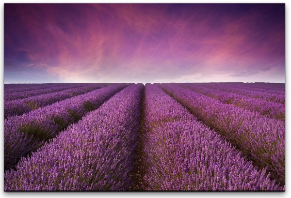 Lavendel Felder Wandbild in verschiedenen Größen