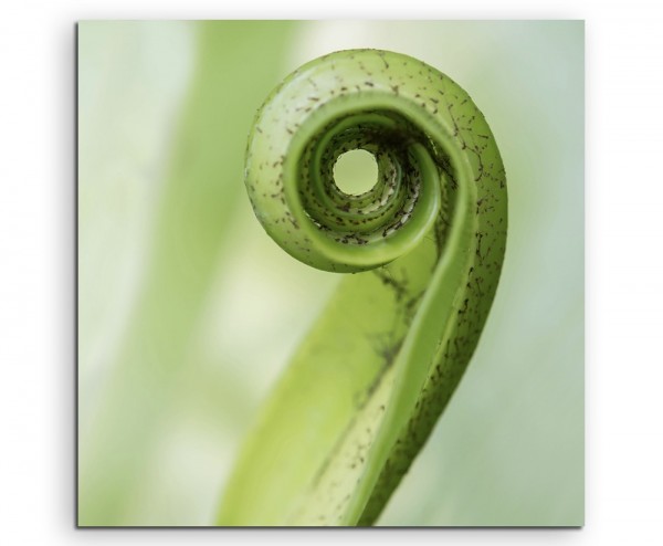 Naturfotografie – Exotisches eingerolltes Blatt auf Leinwand