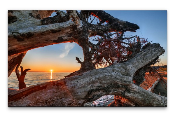 Bilder XXL Knorriger Baum im Sonnenuntergang Wandbild auf Leinwand