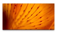 Bilder XXL Orangene Blüte Makro 50x100cm Wandbild auf Leinwand