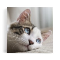 Katze Kätzchen blaue Augen Kater Katzenbaby