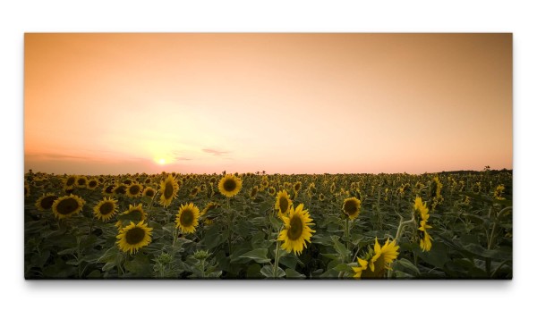 Bilder XXL Sonnenblumenfeld bei Abenddämmerung 50x100cm Wandbild auf Leinwand