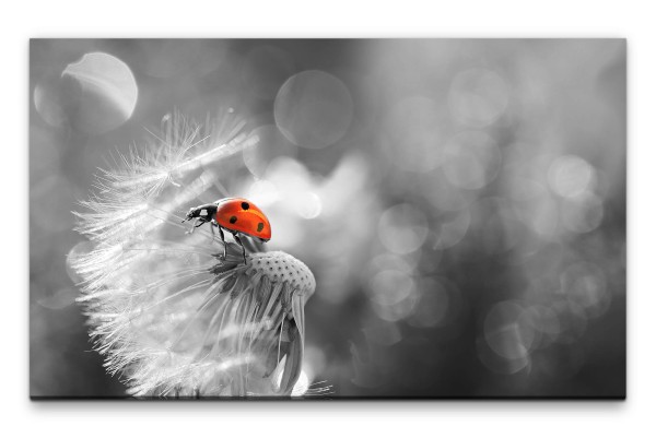 Bilder XXL Pusteblume mit Marienkäfer Wandbild auf Leinwand