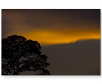 Silhouette eines Baumes am Abend - Leinwandbild