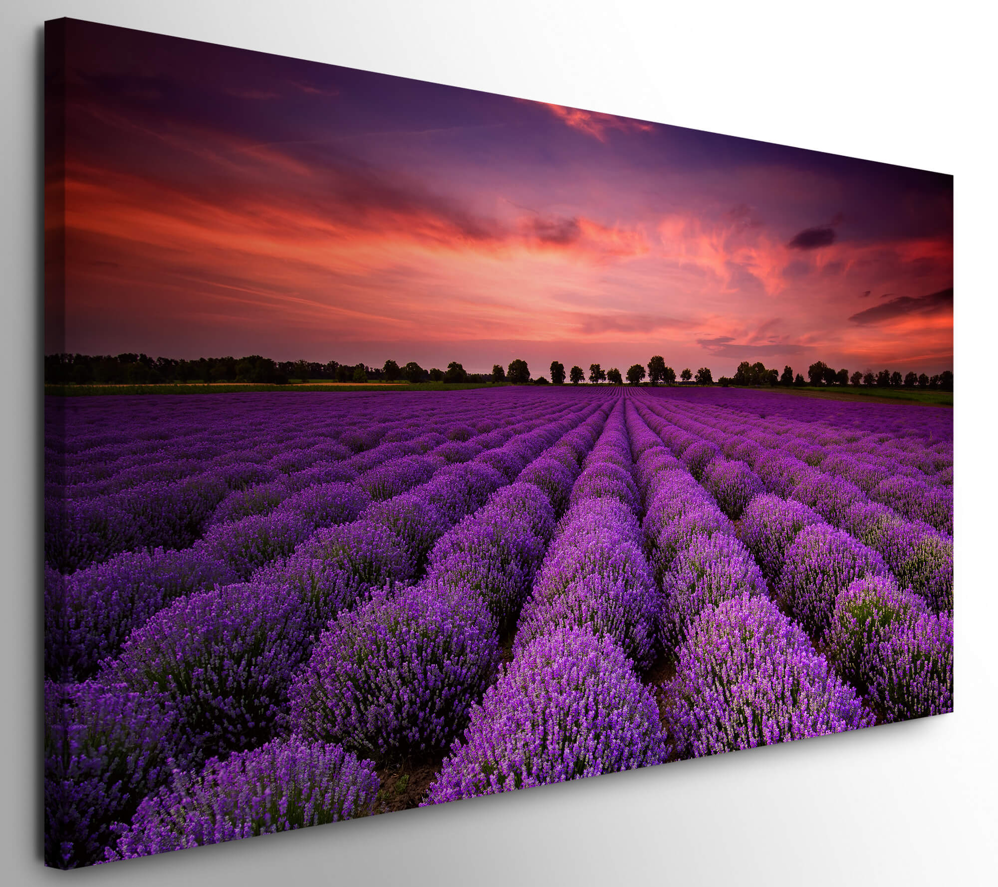 Bilder XXL Lavendelfeld 50x100cm Wandbild auf Leinwand | Möbel Direkt