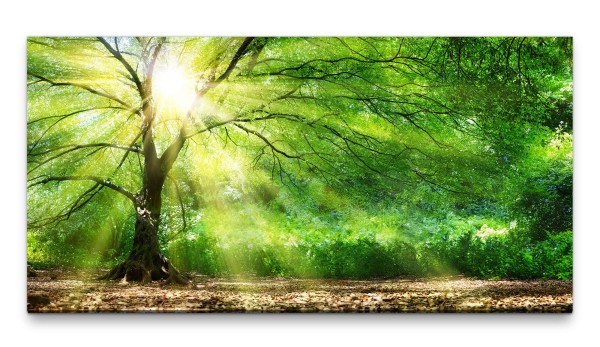 Bilder XXL Mächtiger Baum im Sonnenlicht 50x100cm Wandbild auf Leinwand