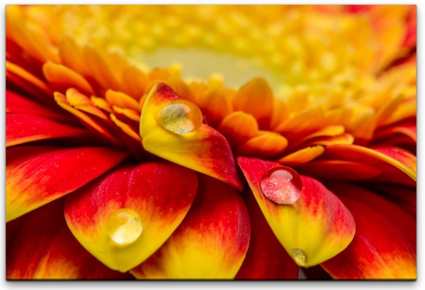 Blüte mit Wassertropfen Wandbild in verschiedenen Größen