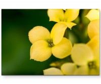 Gelbe Blüten im Garten - Leinwandbild