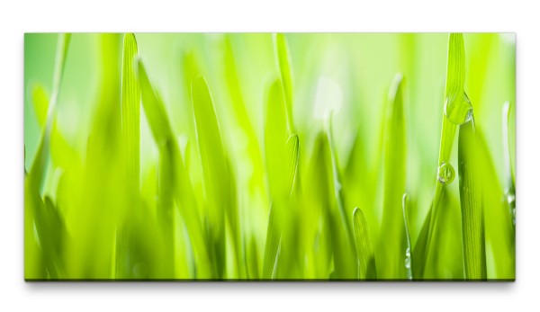 Bilder XXL Grasshalme mit Tau 50x100cm Wandbild auf Leinwand