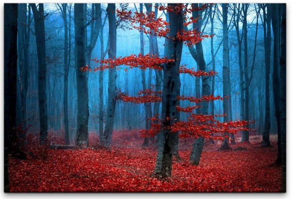 Nebel im Wald Wandbild in verschiedenen Größen