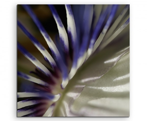 Naturfotografie  Weiß blaue Passionsblumen auf Leinwand exklusives Wandbild moderne Fotografie für