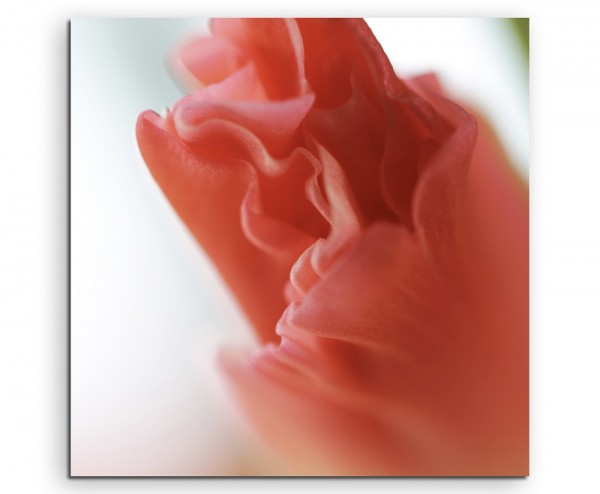 Naturfotografie – Rote Gladiole auf Leinwand