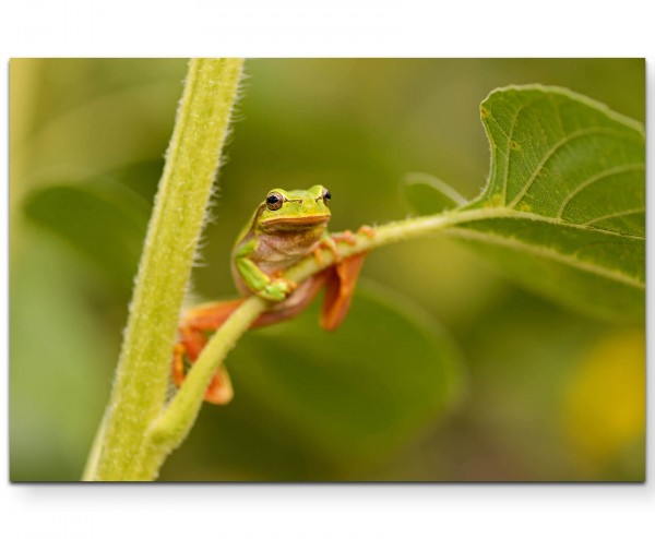 Naturfotografie  Frosch auf Blattstängel - Leinwandbild