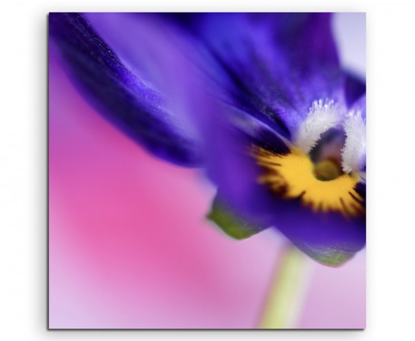 Naturfotografie Blaue Blüte auf Leinwand exklusives Wandbild moderne Fotografie für ihre Wand in v