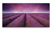 Bilder XXL Lavendelfeld 50x100cm Wandbild auf Leinwand